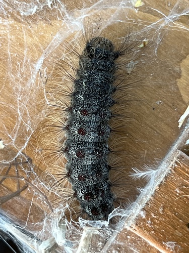 Spongy Moth