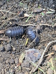 Armadillidium vulgare