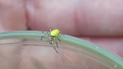 Araniella opisthographa