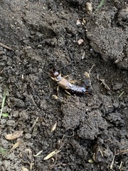 Forficula auricularia