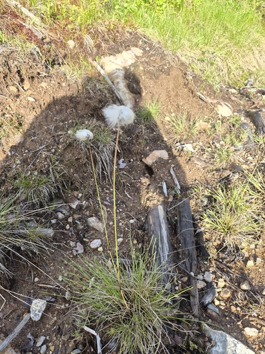 tussock cottongrass