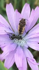 Acmaeodera pilosellae