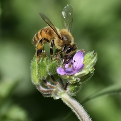 Apis mellifera