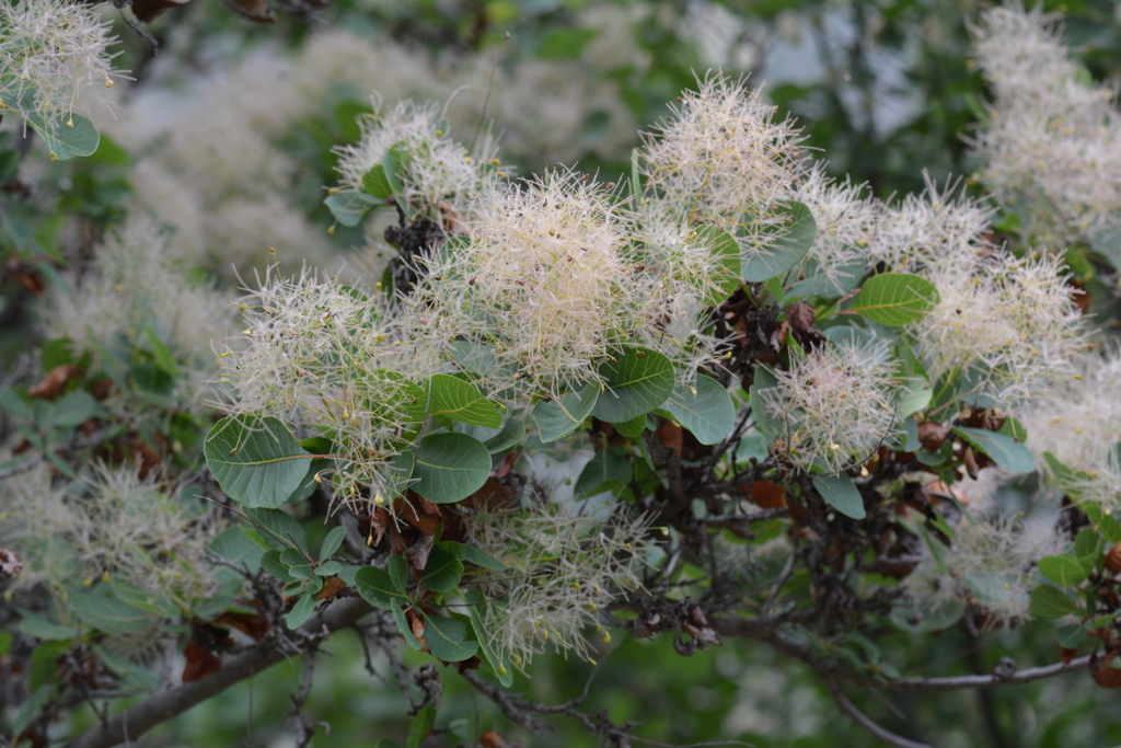 Smokebush