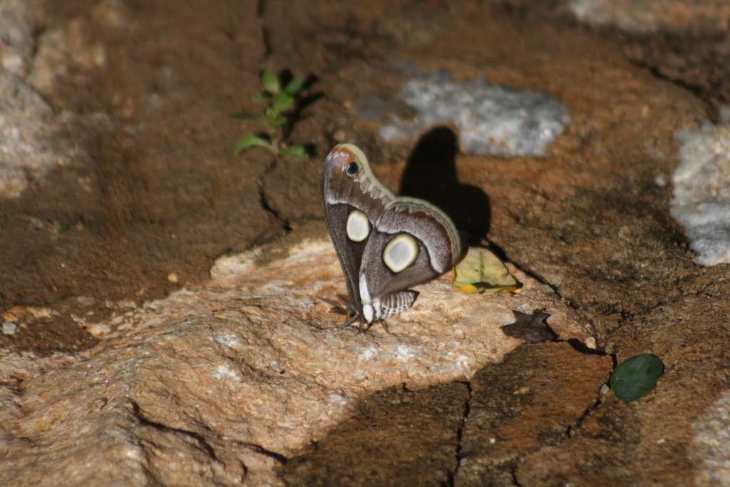 Epiphora lugardi