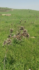 Cirsium phyllocephalum