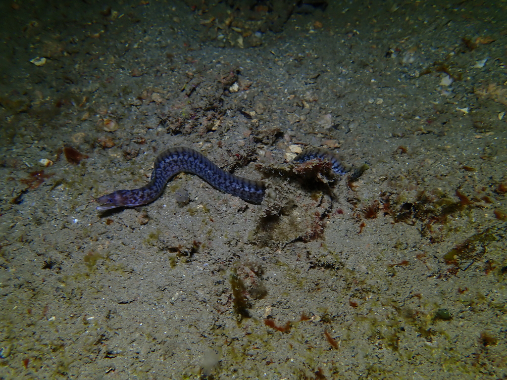 Lipspot moray