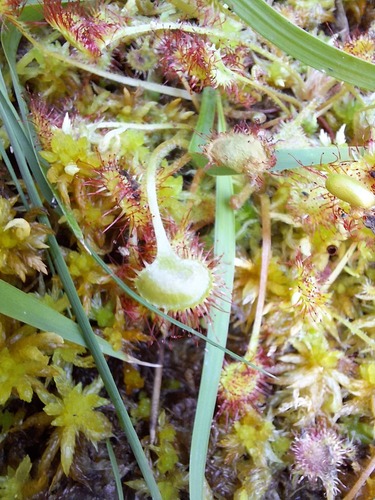 round-leaved sundew