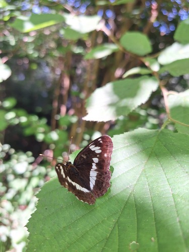 Eurasian White Admiral
