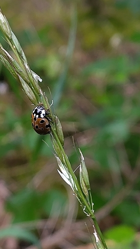 Eyed Ladybird Beetle