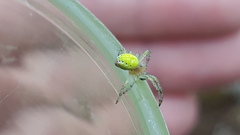 Araniella opisthographa