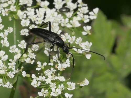 small black longhorn beetle