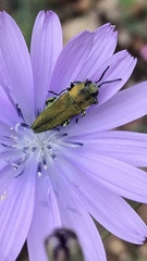 Anthaxia hungarica