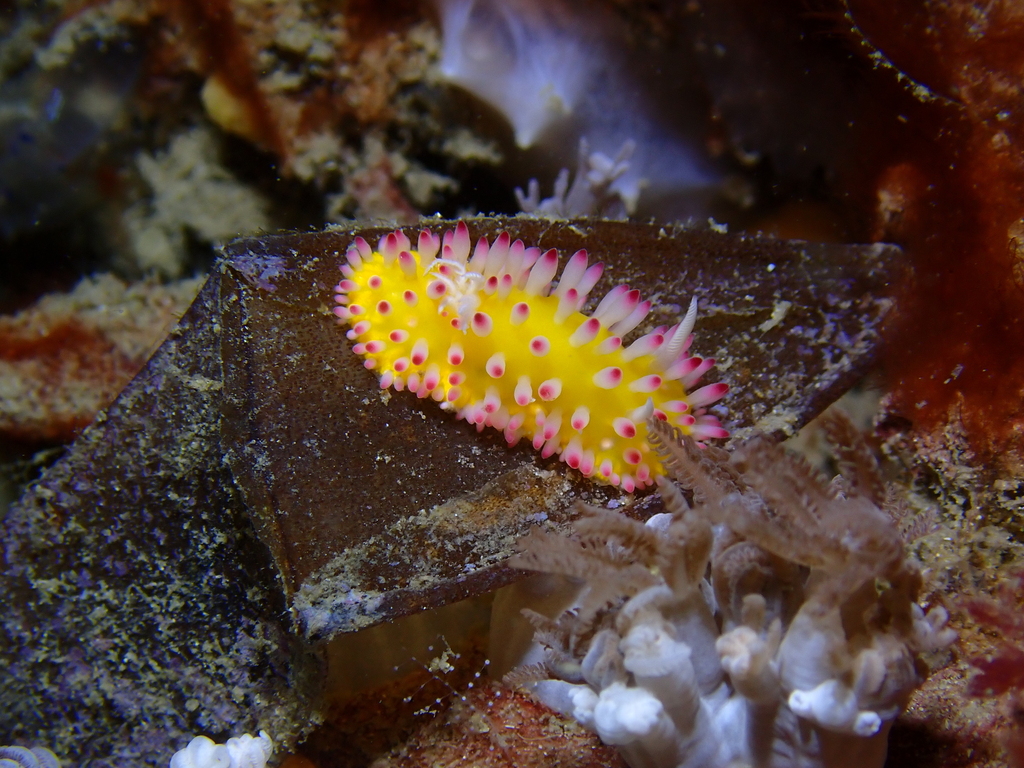 Sunburst Ray Dorid