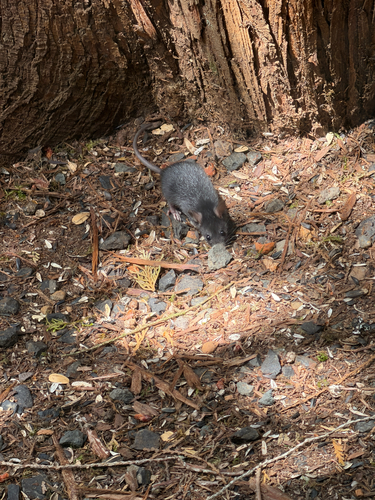Black Rat