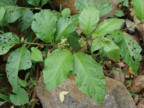 Image of Solanum jamaicense by (c) Alexis López Hernández, some rights reserved (CC BY)