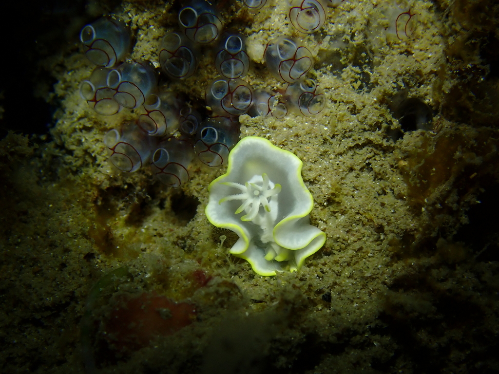 White-patched Rainbow Dorid