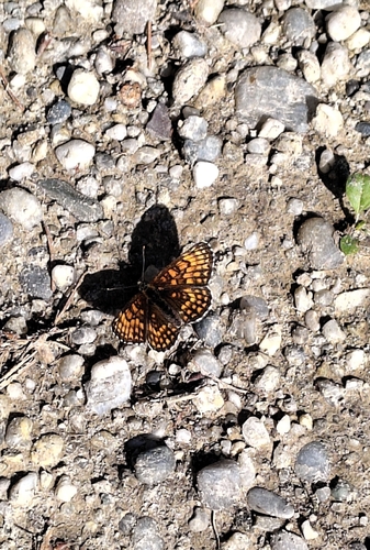 Heath Fritillary
