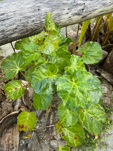 Polyscias scutellaria observed 2026-06-17