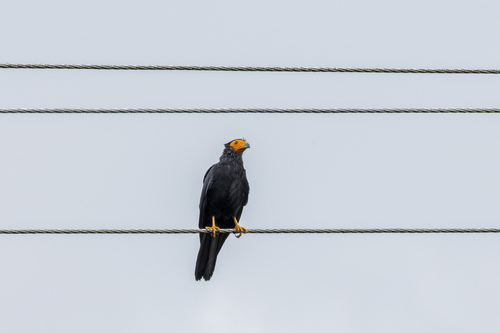 Black Caracara (Daptrius ater), photo 4