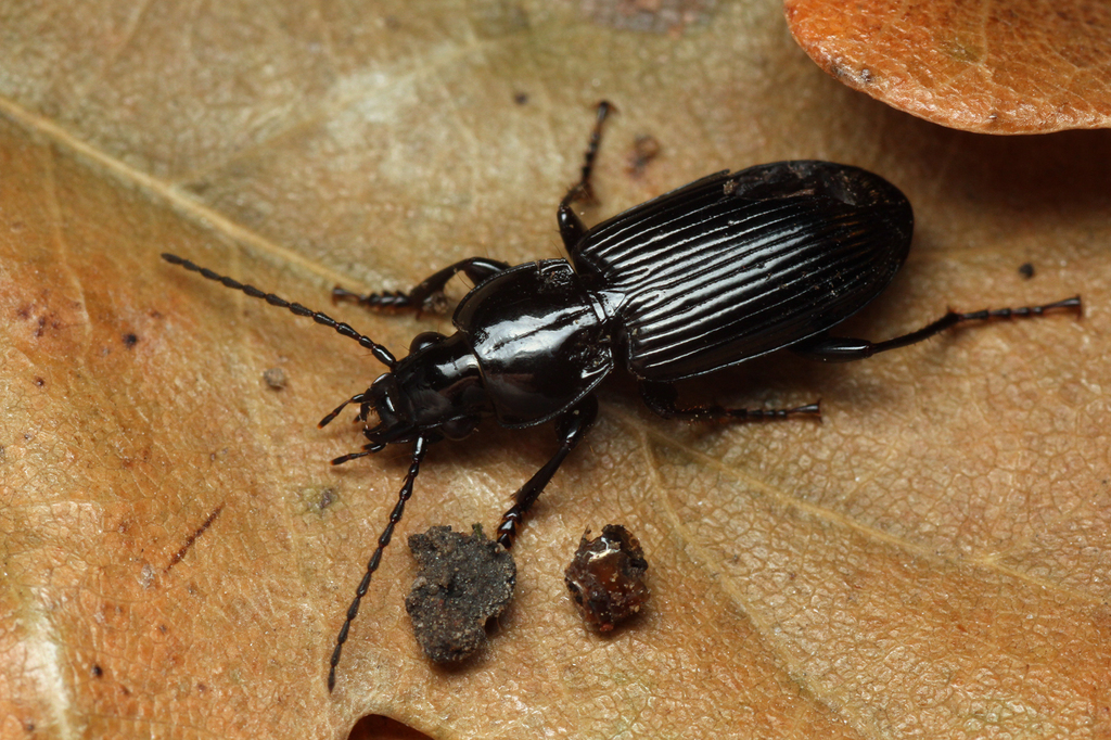Pincer Blackclock