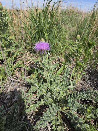 wavyleaf thistle