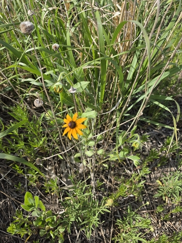 black-eyed Susan