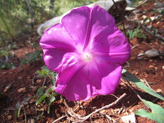 Ipomoea elongata