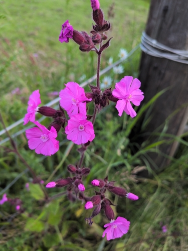 red campion