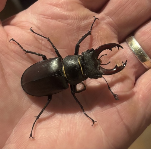 European Stag Beetle