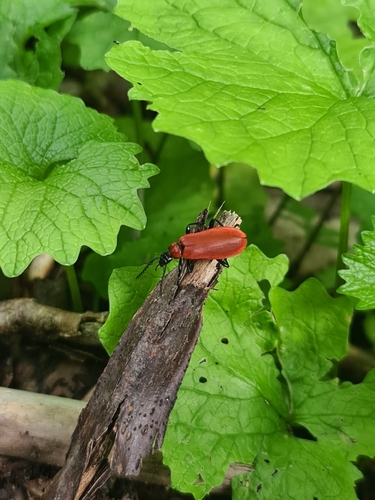 Black-headed Cardinal Beetle