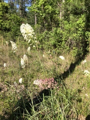 Melanthieae