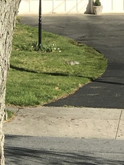 Sciurus carolinensis