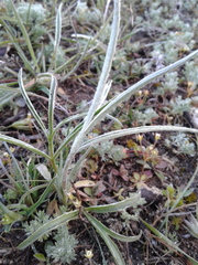 Ranunculus illyricus