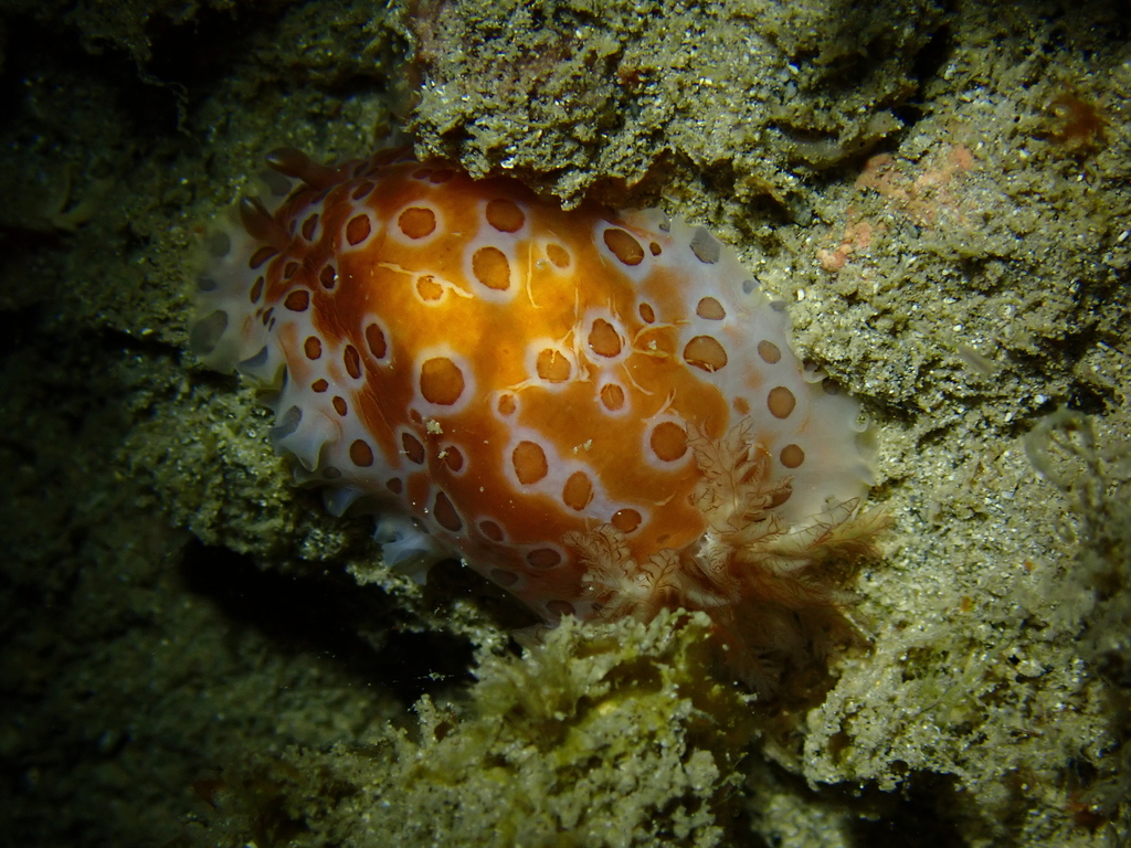 Polka-dot Sucking Dorid
