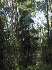 Callitris macleayana