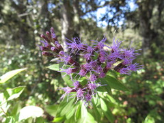 Chromolaena pulchella