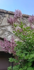 Syringa meyeri