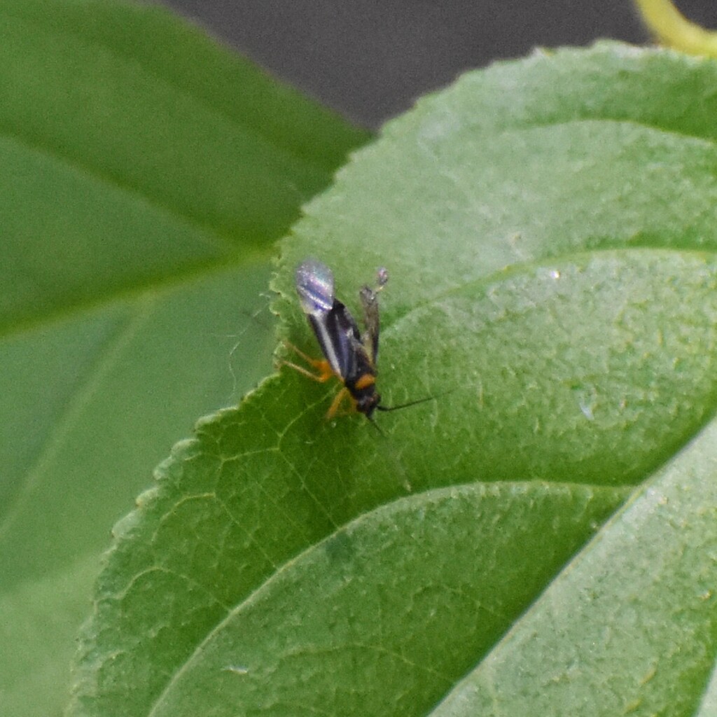 Orthotylus knighti