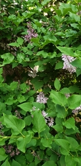 Syringa meyeri