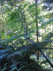 Cyathea cooperi