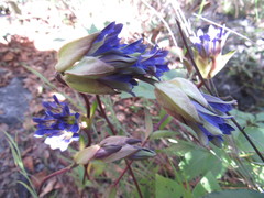 Gentiana spathacea