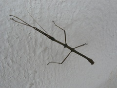 Libethra