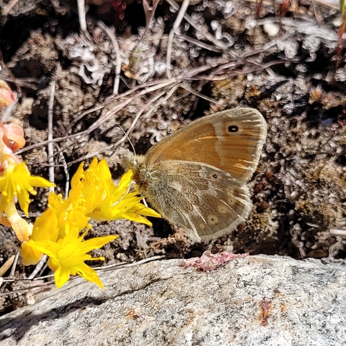 Common Ringlet