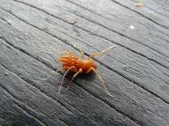 Stygnommatidae