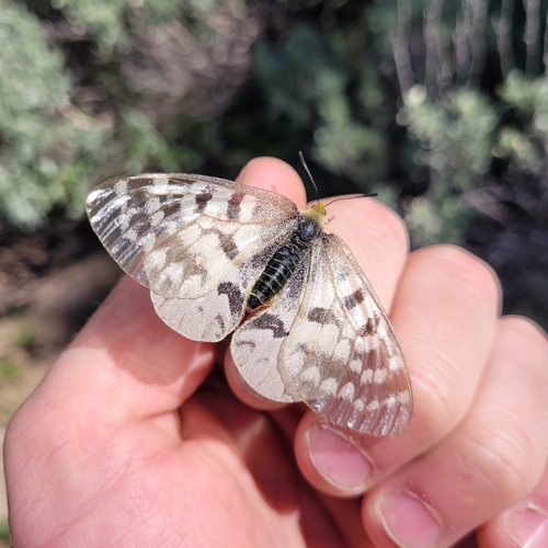 Clodius Parnassian