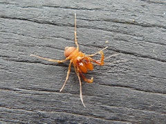 Stygnommatidae