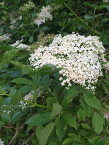European black elderberry