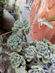 Pachyphytum