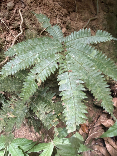Adiantum tetraphyllum observed 2026-06-15
